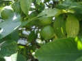 R0015952