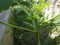 R0015960
