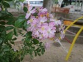 0201123d97def55f482e5dbd3226f895