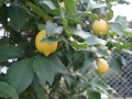 R0004533