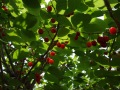 R0006647