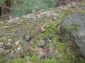 R0007075