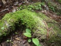 R0007078