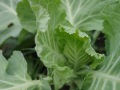 R0010183