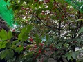 S__34226196