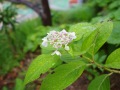 R0015540