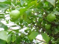 R0018426