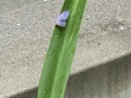 S__36692093